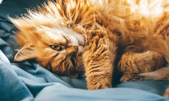 Ginger Persian cat curled up