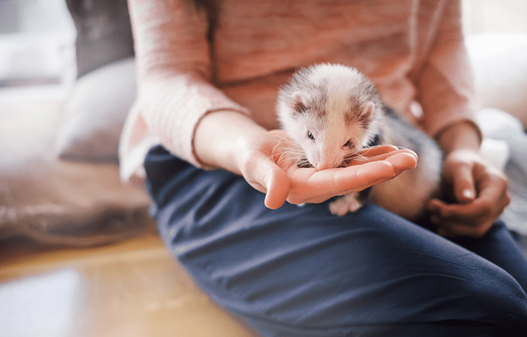 Pet ferret eating from the hand of its owner 