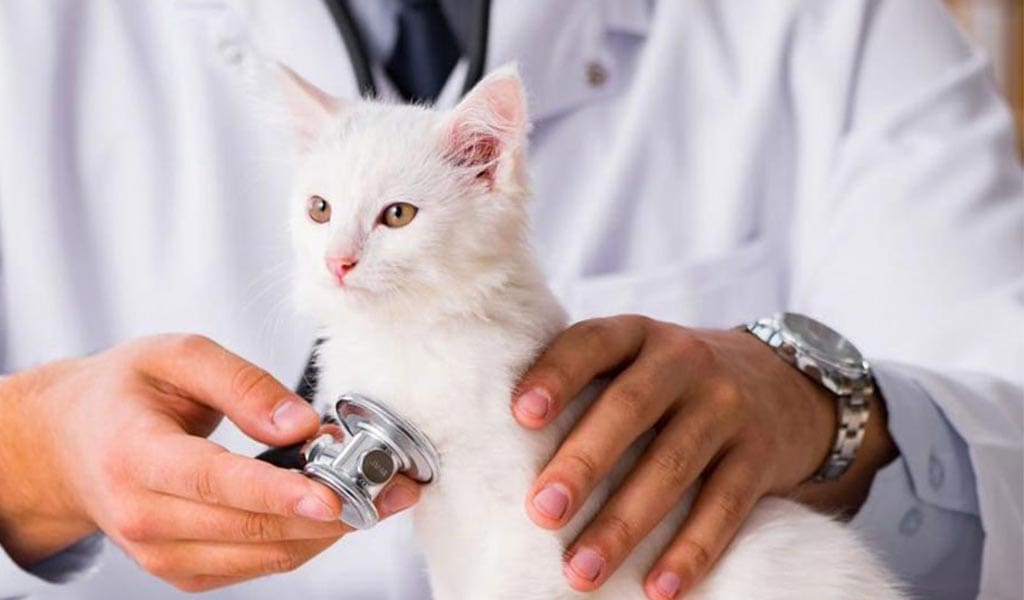white-norweigan-forest-cat-being-check-by-the-vet