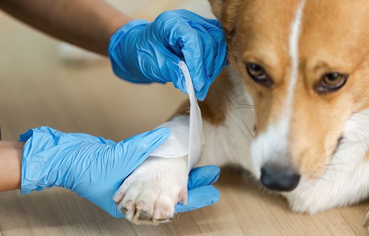 Vet wrapping a bandage to a dog's paw